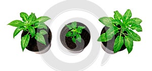 Pepper plants in a pot isolated on a white background. Seedlings of peper. Growing. Young green plant. Green sprouts of pepper.