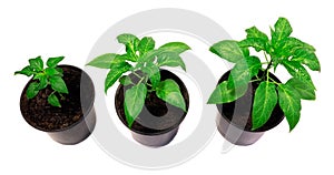 Pepper plants in a pot isolated on a white background. Seedlings of peper. Growing. Young green plant. Green sprouts of pepper.