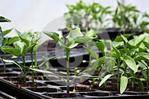 Pepper plants potted seedlings