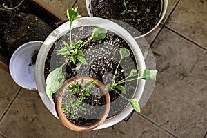 Pepper plants and tomato seedlings at house balcony. Home gardening.