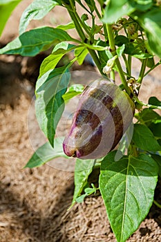 A pepper ripens from green to purple in the garden.