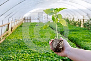 Pepper seedling, a girl holding a pepper in hand, a healthy root system.