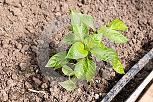 Pepper seedling in the greenhouse