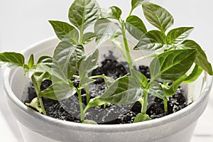 Pepper seedling growing out of soil in plant pot on windowsill selective focus