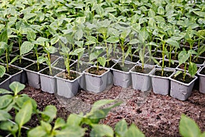 Pepper seedling. Potted vegetable plants in flower pot at greenhouse