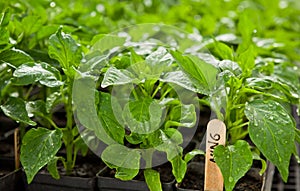 Pepper seedlings