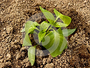 Pepper seedlings