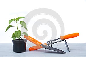 Pepper seedlings and garden tools on grey wooden floor. Plant at home concept