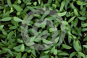 Pepper seedlings in a greenhouse. Young plant shoots. Growing vegetables