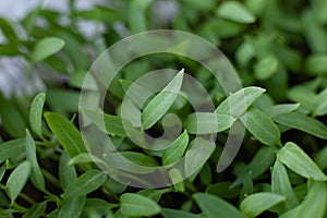 Pepper seedlings in a greenhouse. Young plant shoots. Growing vegetables