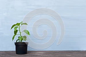 Pepper seedlings on grey background. Plant at home concept