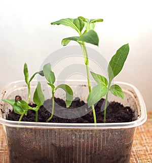 Pepper seedlings grow in a transparent plastic container