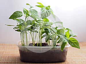 Pepper seedlings grow in a transparent plastic container