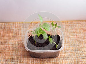 Pepper seedlings grow in a transparent plastic container