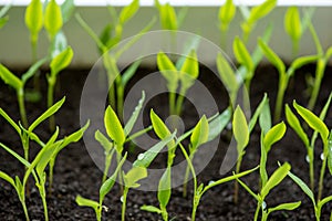 pepper seedlings growing in a greenhouse