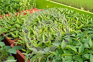 Pepper seedlings growing in a greenhouse