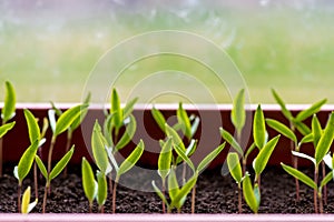 Pepper seedlings growing in a greenhouse