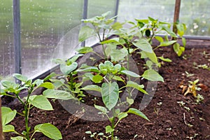 Pepper seedlings growing in a greenhouse. Vegetable garden
