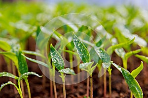 Pepper seedlings grown in trays in a greenhouse