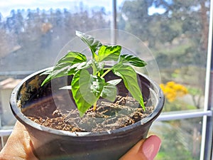 Pepper seedlings, hands with little plant in pot at home. Growing seedling
