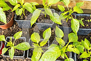 Pepper seedlings, hands with little plant in pot at home. Growing seedling