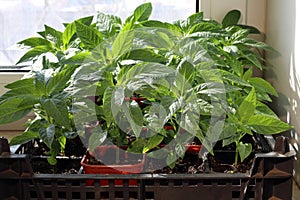 pepper seedlings in a plastic box stand on the windowsill in the bright sun