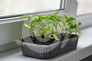 Pepper seedlings in a plastic container on the windowsill