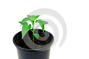 Pepper seedlings in pot isolated on a white background. Plant