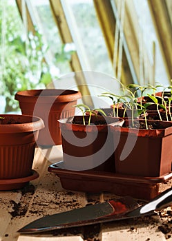 Pepper seedlings in pots