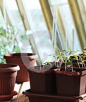 Pepper seedlings in pots