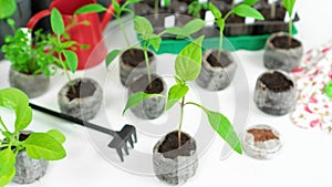 Pepper seedlings. A sprout of bell pepper in a peat pellet against the background of seedlings of vegetables and flowers. Growing