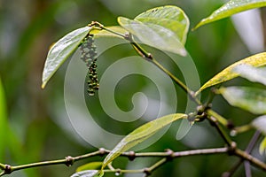 Pepper seeds hanging on pepper bush in Kerala, South India