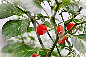 Ripe Capsicum chinense peppers in the backyard photo