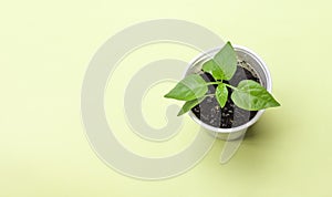 Pepper sprout on a green background. Top view. Gardening concept with a copy of the space