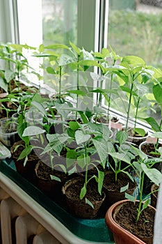 Pepper sprouts