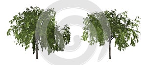 Pepper tree or California pepper tree isolated on white background with clipping path.