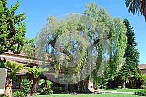 Pepper tree in front of City Hall, Laguna Beach, California.