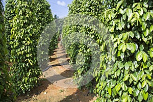 Pepper tree garden in the sunlight on Phu Quo