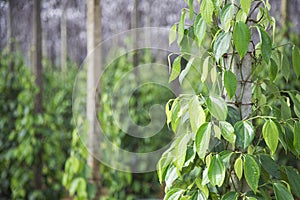 Pepper tree garden in the sunlight on Phu Quo