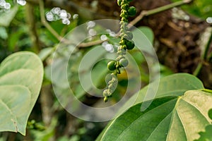 Pepper tree in the garden at thailand