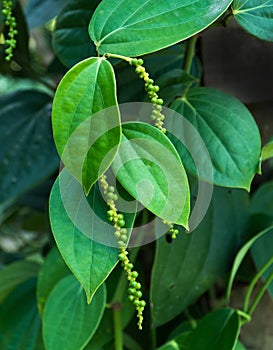 Pepper tree with the seed and green leaves agriculture in garden background. Pepper tree or Piper Nigrum tree with green cluster