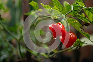 A pepper tree with some peppers, of unique flavor, however without burning the mouth, for not having the characteristic ardor of