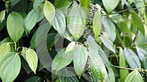 The pepper on the tree in Vietnam