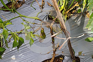 Pepper trees are dead and the leaves wither because of viral diseases and biological pests and physiological disorders in the