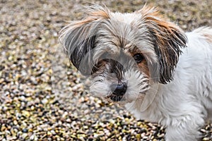 Pepper waiting friend to play with her