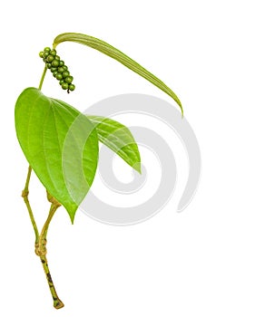 Peppercorn Branch Isolated on White