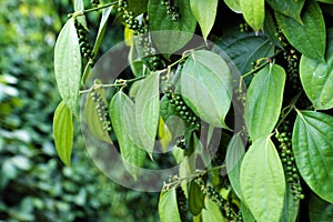 Peppercorn at Vietnam pepper field