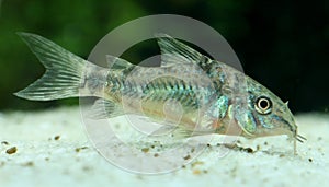 Pepperd armored catfish