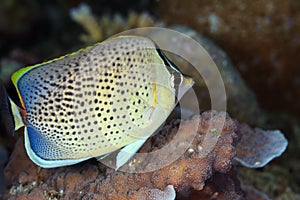 Peppered Butterfly-fish, Maldives photo