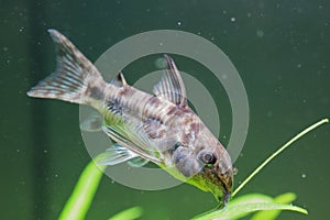 Peppered Cory Catfish